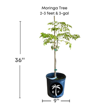 Moringa Tree (Moringa Oleifera Tree for Sale)